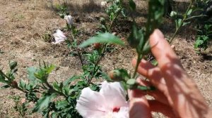 Гибискус сирийский Пинк Шифон (Hibiscus Pink Chiffon)