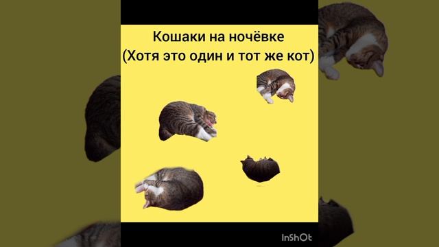 кошарики