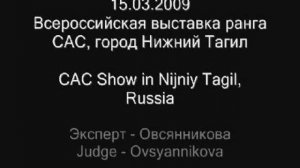 15.03.2009 Всероссийская выставка колли ранга САС, город Ниж