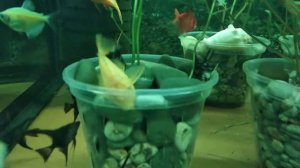 Анцытрусы лучшие чистильщики и санитары аквариума