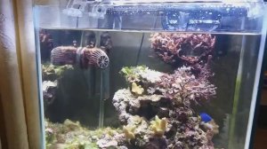 Морской НАНО аквариум, эконом вариант. АкваЯ