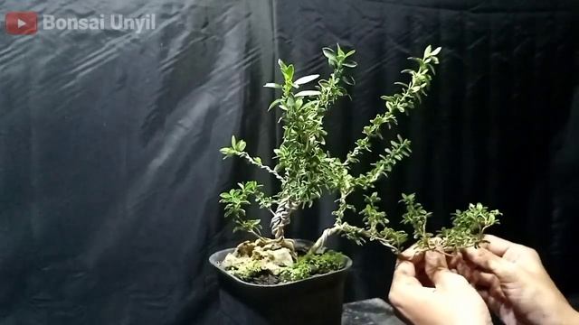 BONSAI HINGKIP MIRTEN VARIEGATA SEMI-AIR TERJUN || SERISSA FOETIDA VARIEGATA SEMI-CASCADE BONSAI