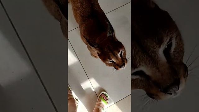 Каракал Шаня ручной котик.Big Caracal tamed cat. смотреть онлайн