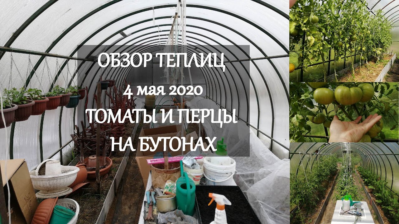 Обзор теплиц от 04.05.2020. Томаты и перцы на бутонах.mp4