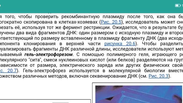 Полимеразная цепная реакция (ПЦР), амплификация ДНК, рестрикция, рекомбинантные плазмиды для ЕГЭ