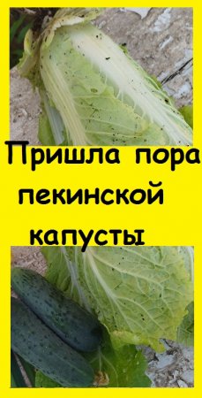 Какой сорт ПЕКИНСКОЙ КАПУСТЫ дает гарантированные кочаны в любых условиях - показываю
#дача #огород