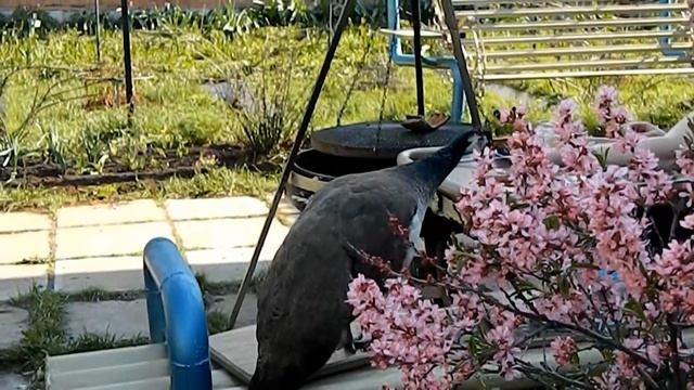 Содержание и разведение Павлинов смотреть онлайн