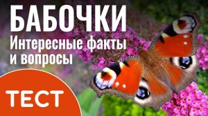 Тест: Угадай красивую бабочку | Интересные факты и вопросы о бабочках с ответами