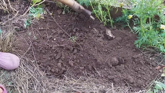 Начинаем собирать сливу 2022.Посадили жимолость. Сарапульские сады.Сад на склоне. смотреть онлайн