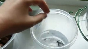 ⚠ Реанимация орхидеи без корней. Верх тормашками. Часть 1