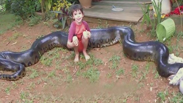 Anaconda vs Python! World's Largest Snakes смотреть онлайн