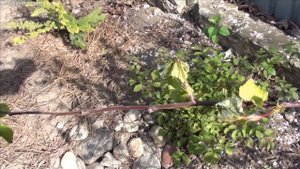 Миндаль трехлопастный, декоративный миндаль, луизеания. Все о растении. Монилиоз плодовых деревьев.