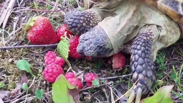 Среднеазиатская черепаха, правильное питание.