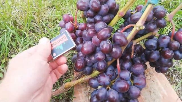 ПОДАРОК НЕСВЕТАЯ .ТОП ? СОСТОЯНИЕ 2021 смотреть онлайн