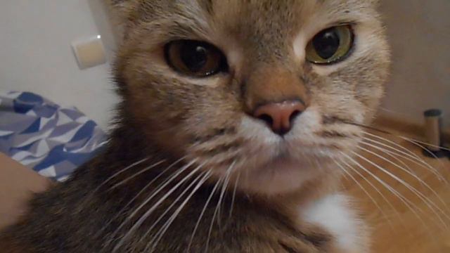 В момент любой, когда с тобой... Кошка Ромашка урчит. смотреть онлайн