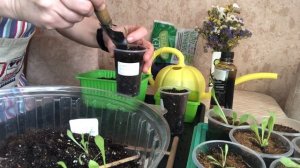 Пикировка статицы