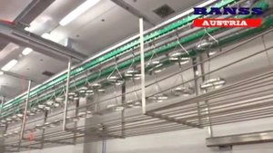 Конвейерная система транспортировки туш свиней