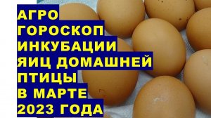 Агрогороскоп инкубации яиц домашней птицы в марте 2023 года