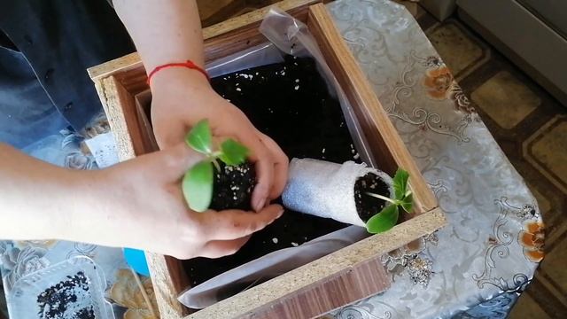 ВЫРАЩИВАЕМ ОГУРЧИКИ В ДОМАШНИХ УСЛОВИЯХ. НЕ ПРОПУСТИТЕ!