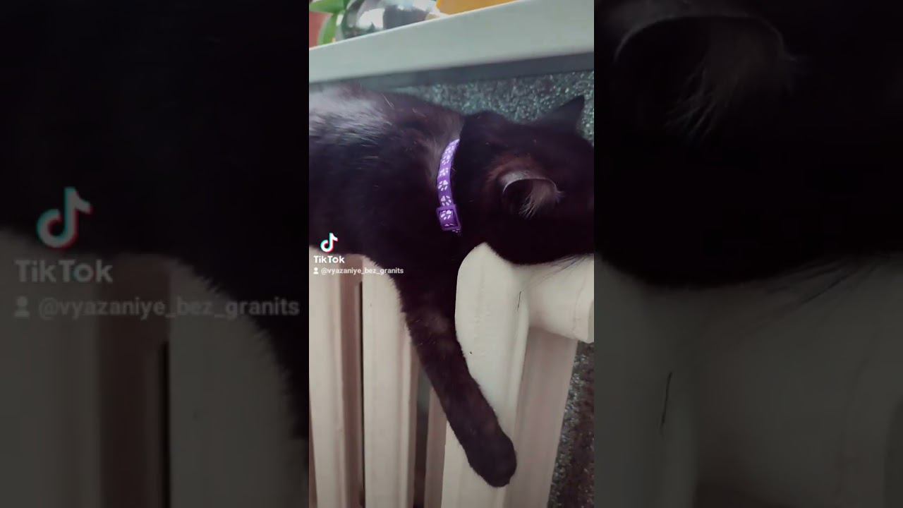 Делюсь настроением от Плюши #shorts смотреть онлайн