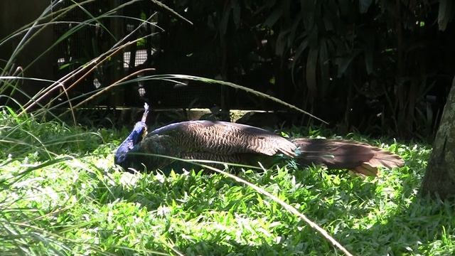 о.Бали, Парк птиц смотреть онлайн