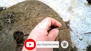 Обрезка МОЛОДОГО винограда на зиму. Правило ТРЕХ почек!