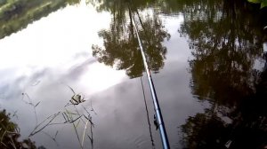 Рыбалка на малоизвестном пруду. Боковой кивок