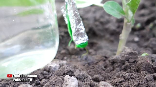 КАПЕЛЬНЫЙ ПОЛИВ БАНКАМИ ВСЁ ГЕНИАЛЬНО И ПРОСТО