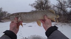 Рыбалка на реке Сосна в глухозимье! Достойная щука на жерлицы в начале февраля! Плотва на мормышку!