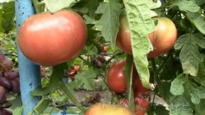 На дворе Август  "ЧЕРОКИ ФИОЛЕТОВЫЙ"