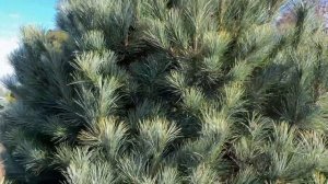 Pinus peuce ' Pacific Blue ' Macedonian Pine  March 12, 2020