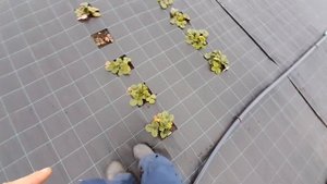 Укрытие саженцев клубники на зиму. 14ноября 2021г.