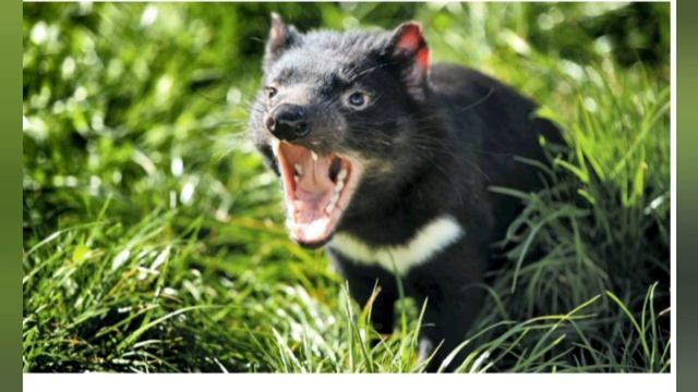 Тасманский Дьявол!! Краткая инфа от СофЭли !! смотреть онлайн