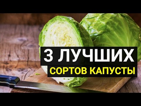 3 сорта капусты для квашения и хранения на зиму
