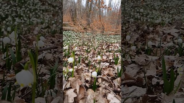 #beautifulscenery #flowers #leucojum #nature #aestetic #relax