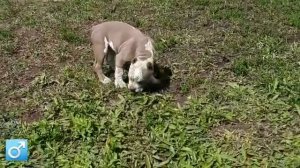 Американский булли, покет, редкий окрас🔥Уже переехал в семью 👍