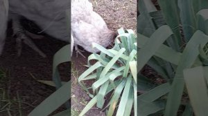 Куры несушки #домашнее хозяйство #яйцо #village