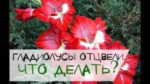 Что делать когда отцвели гладиолусы? Когда выкапывать гладиолусы?