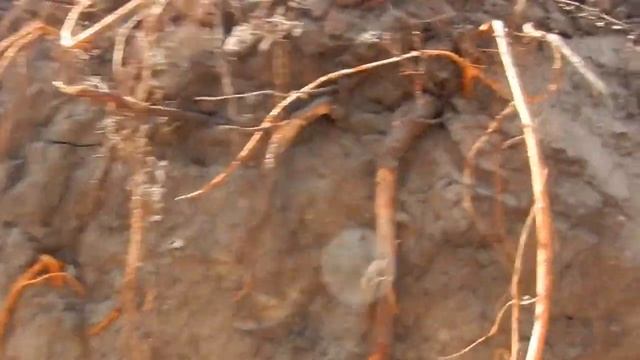 2015.09.12.DSCN0094.Дача. Котлован для дома смотреть онлайн