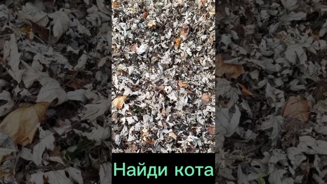 Тест игра "Найди кота"