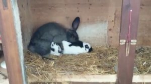 спаривание  кроликов