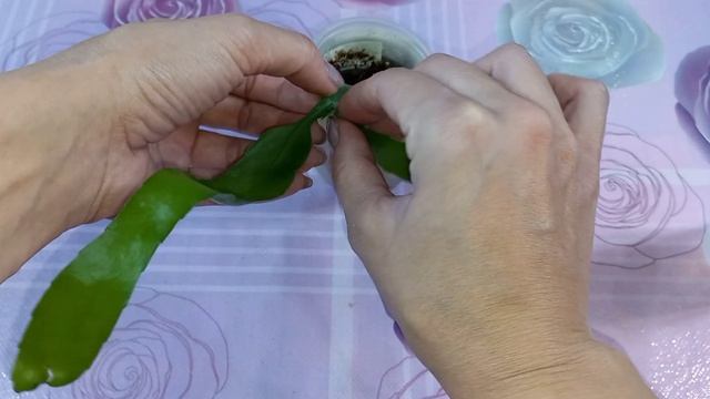 Любители солнца?Формирование Адениумов?Кактусы из семян?Размножение Эпифиллума?Декабристы?Хатиора смотреть онлайн