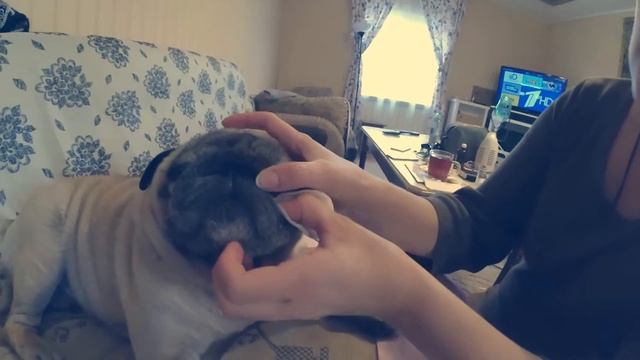 Как ухаживать за мопсом, стрижка ногтей. смотреть онлайн