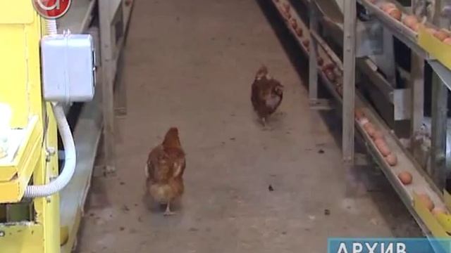 Птичник хотят закрыть