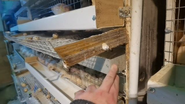 Не надо делать такие поддоны для помёта. В клетки для перепелов. смотреть онлайн