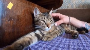 Обзор жителей пушистой общаги