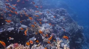 The Ocean 4K - Sea Animals for Relaxation, Beautiful Coral Reef Fish in Aquarium (4K Video Ultra HD