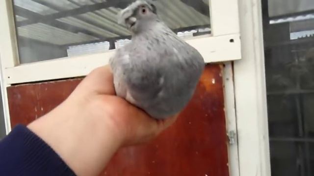 Голуби ( Tauben).Мы родом из Азии! смотреть онлайн