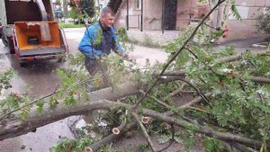 Спил рябины во дворе дома
