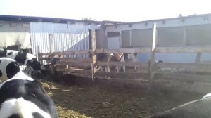 Размер навеса и загона для быков.2022